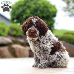 Bluey, Lagotto Romagnolo Puppy